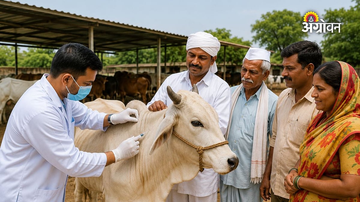 लाळ्या खुरकूत लसीकरणाची नववी फेरी १३ ऑगस्टपासून