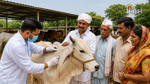 FMD vaccination for cattle in Maharashtra