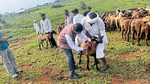 Sheep Vaccination