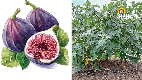 Fig Crop Insurance Scheme