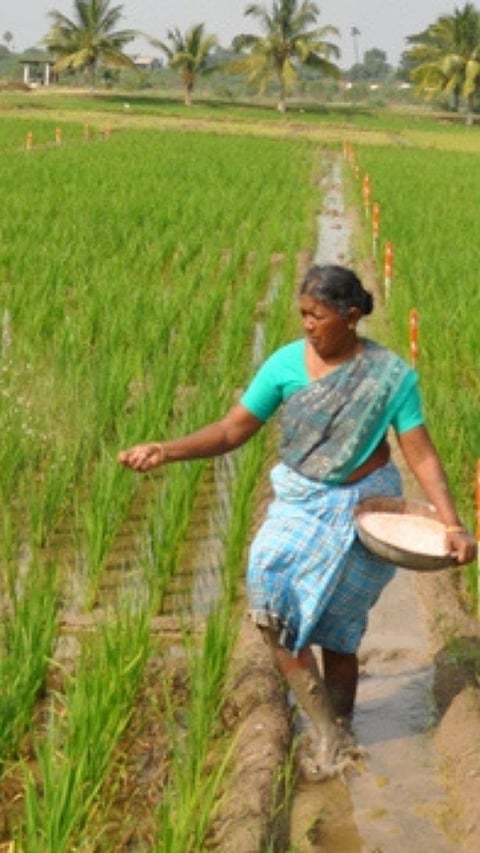 Paddy Fertilizer MAnagement