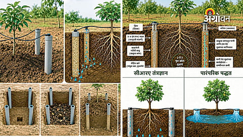 Best technology for fruit orchard cultivation