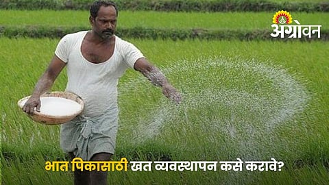 Fertilizer Schedule For Paddy Cultivation