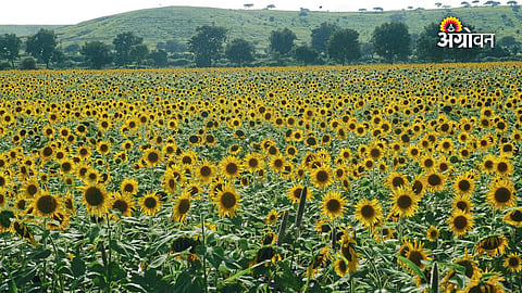Sunflower cultivation guide for Kharif season