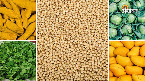 Daily agricultural market report Maharashtra