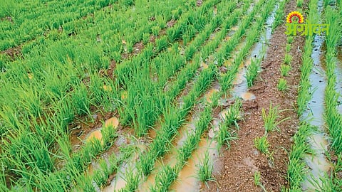 Wild Animal Crop Damage