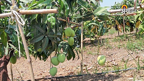 Sonpari variety crop performance