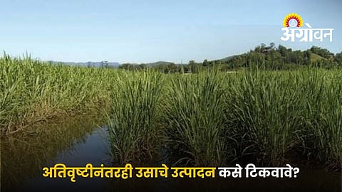 Manage Sugarcane After Heavy Rain