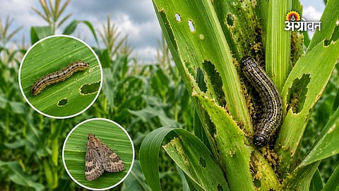 Maize crop protection against armyworm