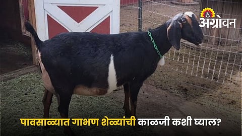 Pregnant Goat Management in Monsoon Tips