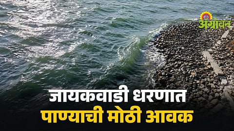 Jayakwadi Dam Water Storage