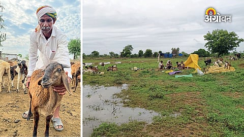 Role of Kurmar nomadic pastoralists in rural agrarian economy