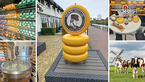Henri Willig farmhouse cheese business model explanation