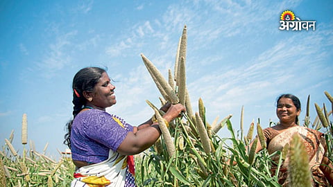 Best resilient seed varieties in agriculture