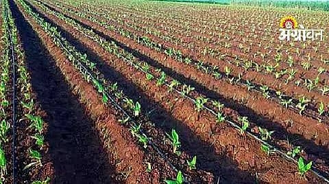Turmeric Crop Insurance: