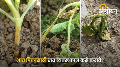 Damping off disease in vegetables