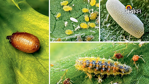 Identifying Hoverfly species in vegetable crops