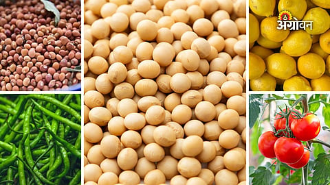 Daily agricultural commodity market rate update