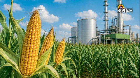 Maize demand from ethanol industry