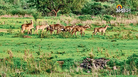 Crop damage caused by wild animals