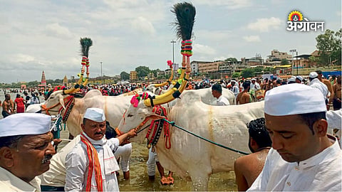 Farming culture during Ashadhi Wari