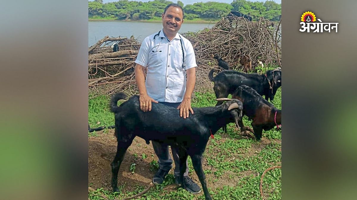 परभणीत नर बोकड देतो दूध; दुर्मिळ विकृतीची तपासणी