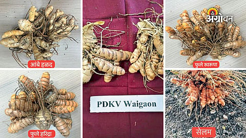 Best turmeric seed varieties in India