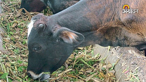 Climate change planning for farmers