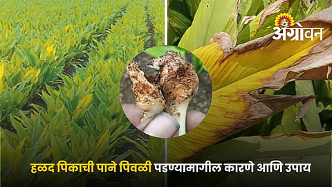 Turmeric Farming Tips During Rainy Season