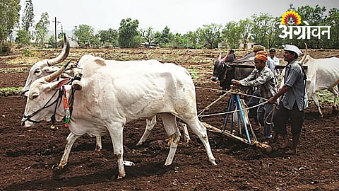 Pulse Crop Sowing Gains Pace in Parbhani and Hingoli
