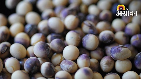 Seed Company Booked Over Low Germination
