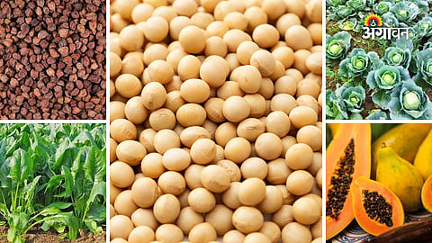 Agrowon Podcast: सोयाबीन दरात घसरण, हरभरा दरात चढ-उतार, पालक दर स्थिर, फ्लॉवर दर टिकून तर पपईच्या आवकेत घट
