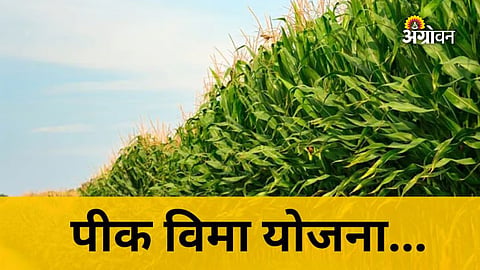 Only 649 hectares insured in Pune