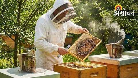 Proposal Invited for Beekeeping Project