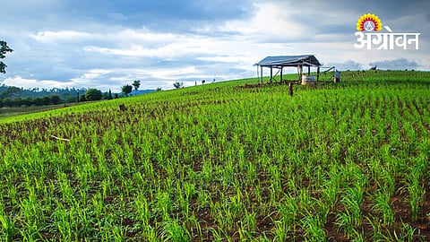 Few Farmers Opt for Crop Insurance This Kharif
