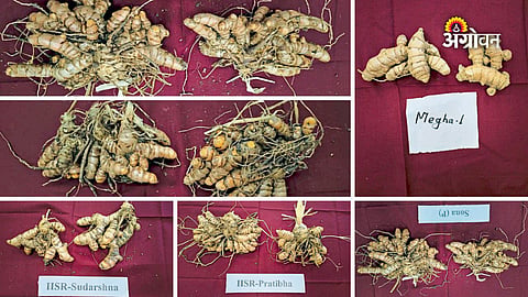 turmeric varieties in India