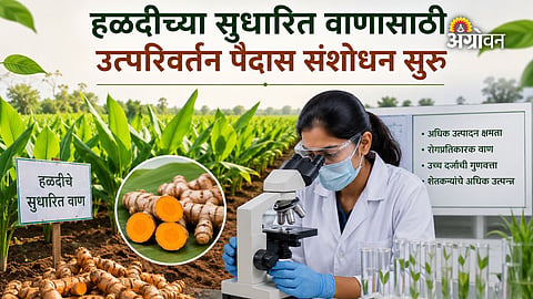 Modern breeding techniques for turmeric