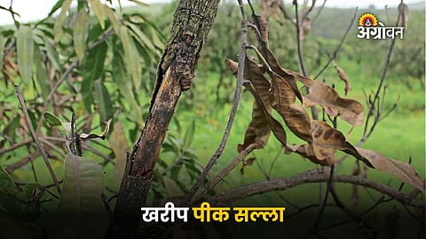 Marathwada agriculture advisory for farmers