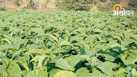 India’s Tobacco Exports Rise 166% in 10 Years