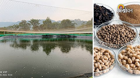 Protein rich fish feed for aquaculture