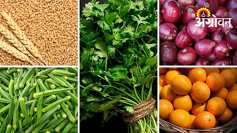 Agricultural Market Rates Fluctuate Across Maharashtra