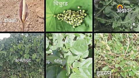 Health benefits of wild leafy vegetables