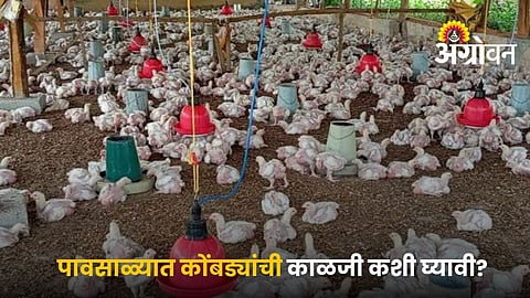 Preventing diseases in poultry during monsoon