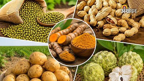 Maharashtra agricultural market update