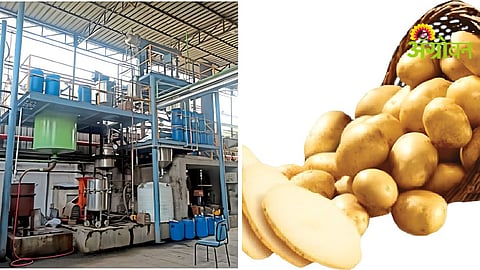 Potato Processing