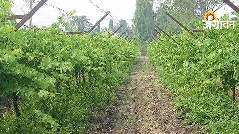 Grape Vineyard Disease Control