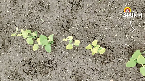Soybean Disease