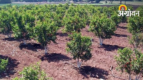 Weak Demand Hits Citrus Nursery Business