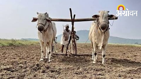 Low Rainfall Raises Concern for Kharif Crops