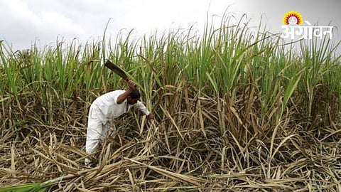 Farmers Turn to Sugarcane as Fodder for Livestock